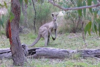 Girraween Environmental Lodge photo 3